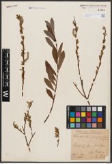 Foto von Salix aurita L. x Salix purpurea L.